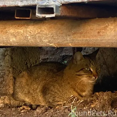Найден кот, [место не указано]