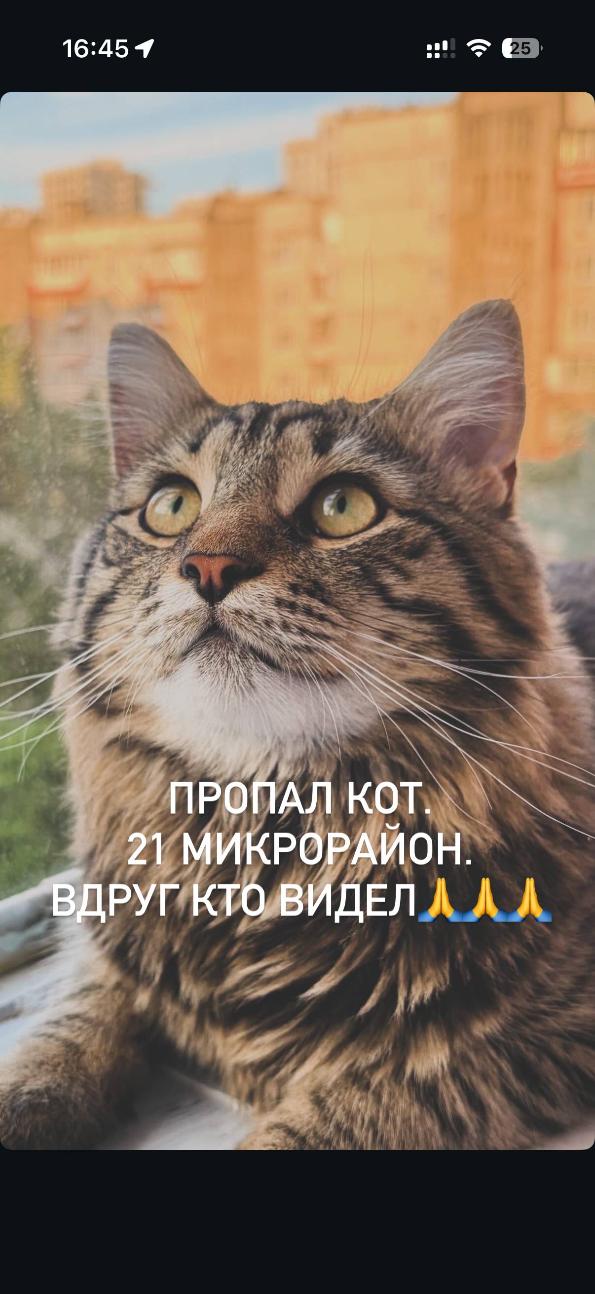 Пропал кот