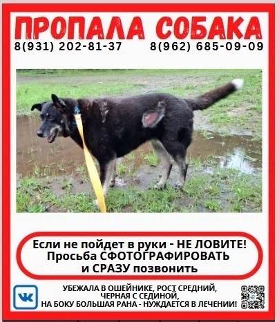 Пропала дворняжка, Хвойное/Мяглово/Разметелево