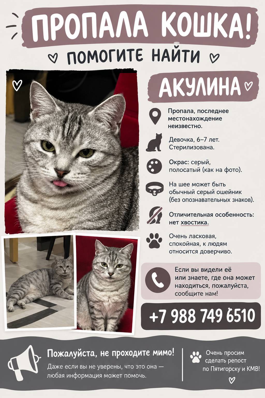 Пропала кошка 