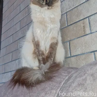 Пропала кошка, район аэродрома