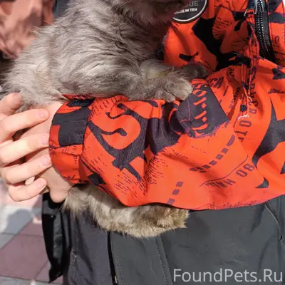 Найден котёнок, производственная (гаражи)