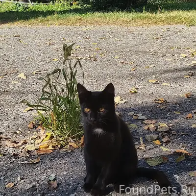 Найден котёнок, мальчик, ласковый и игривый