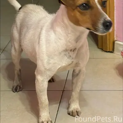 Найден Джек Рассел, девочка, Востряково