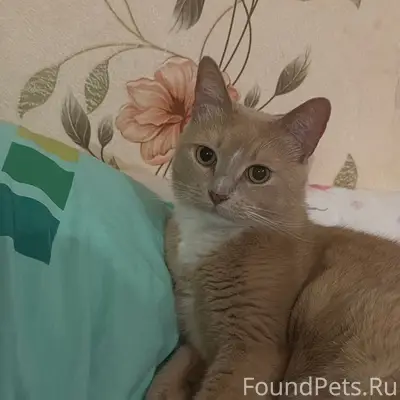 Пропал кот Симба, персикового окраса