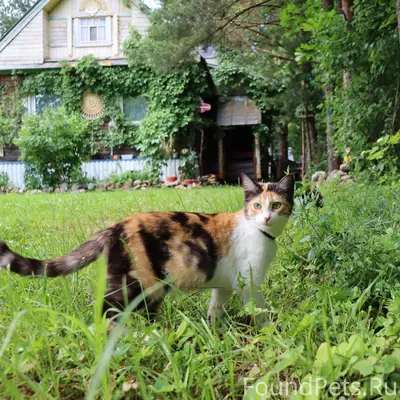Пропала кошка Чиню, Грязовец