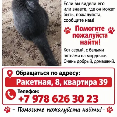 Пропал котик, серый с белыми пятнами, Балаклава