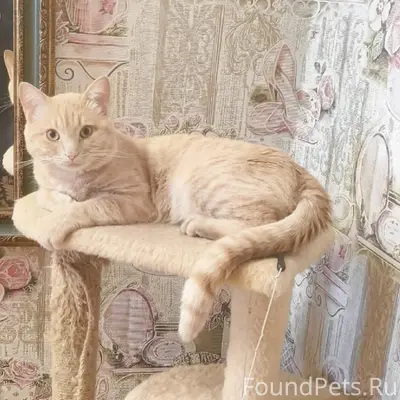 Найден кот, Ангарский район