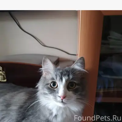 Пропал кот Кузя, около 7 дома