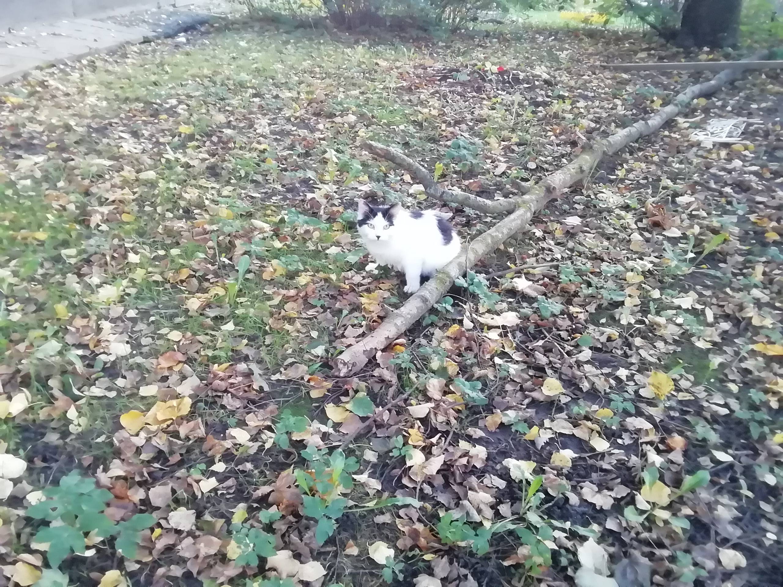 Найдена кошка, Калининский район