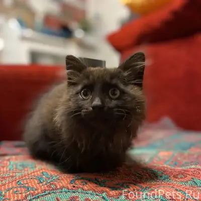 Найден котёнок, ул. Солнечная