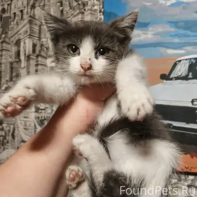 Найден котёнок, сквер у дши