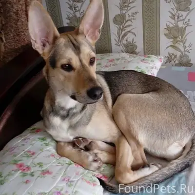 Найдена собака Лили, Хотьково