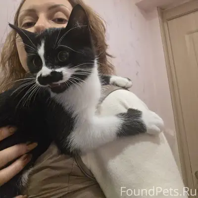 Найден котёнок, район бульвара Трудящихся