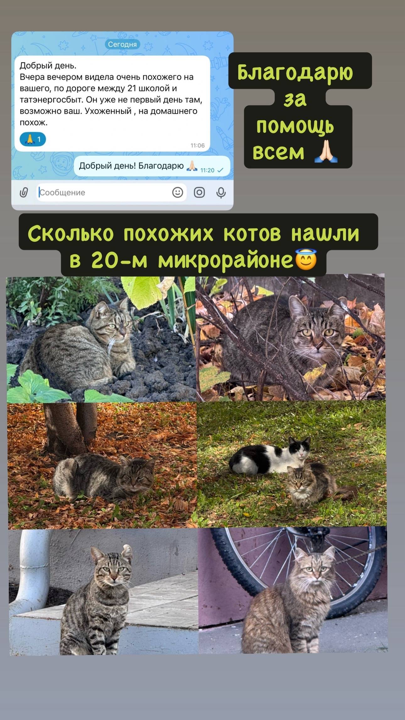 Пропал кот Мурзик, 20-й микрорайон