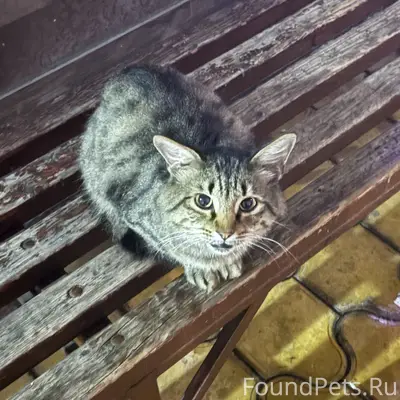 На санаторной прибился кот/кошка , видно что домашний