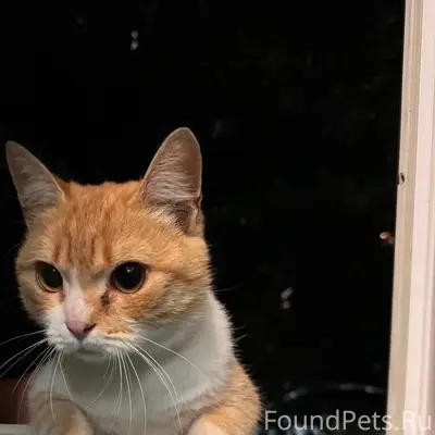 Найден кот, Засосна, Орджоникидзе 2