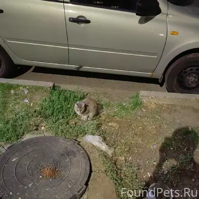 Нашлась кошка серая в полосочку с зеленым ошейником