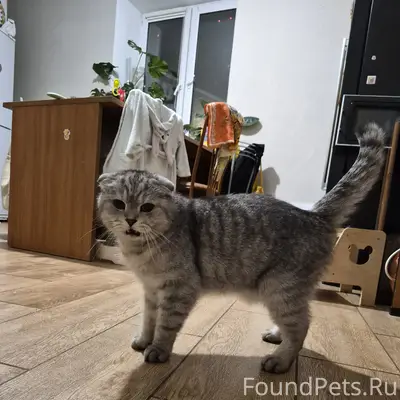 Найдена кошка, Королёв