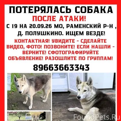 Пропала метис лайки/овчарки/хаски Майя, Раменский район