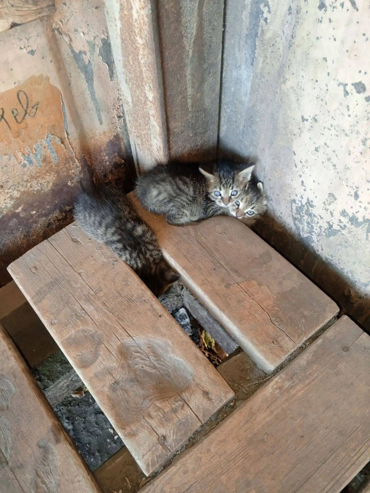 Найдены котята, Алчевск