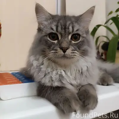 Пропал котёнок Мартин, район Кировского парка, Сыктывкар