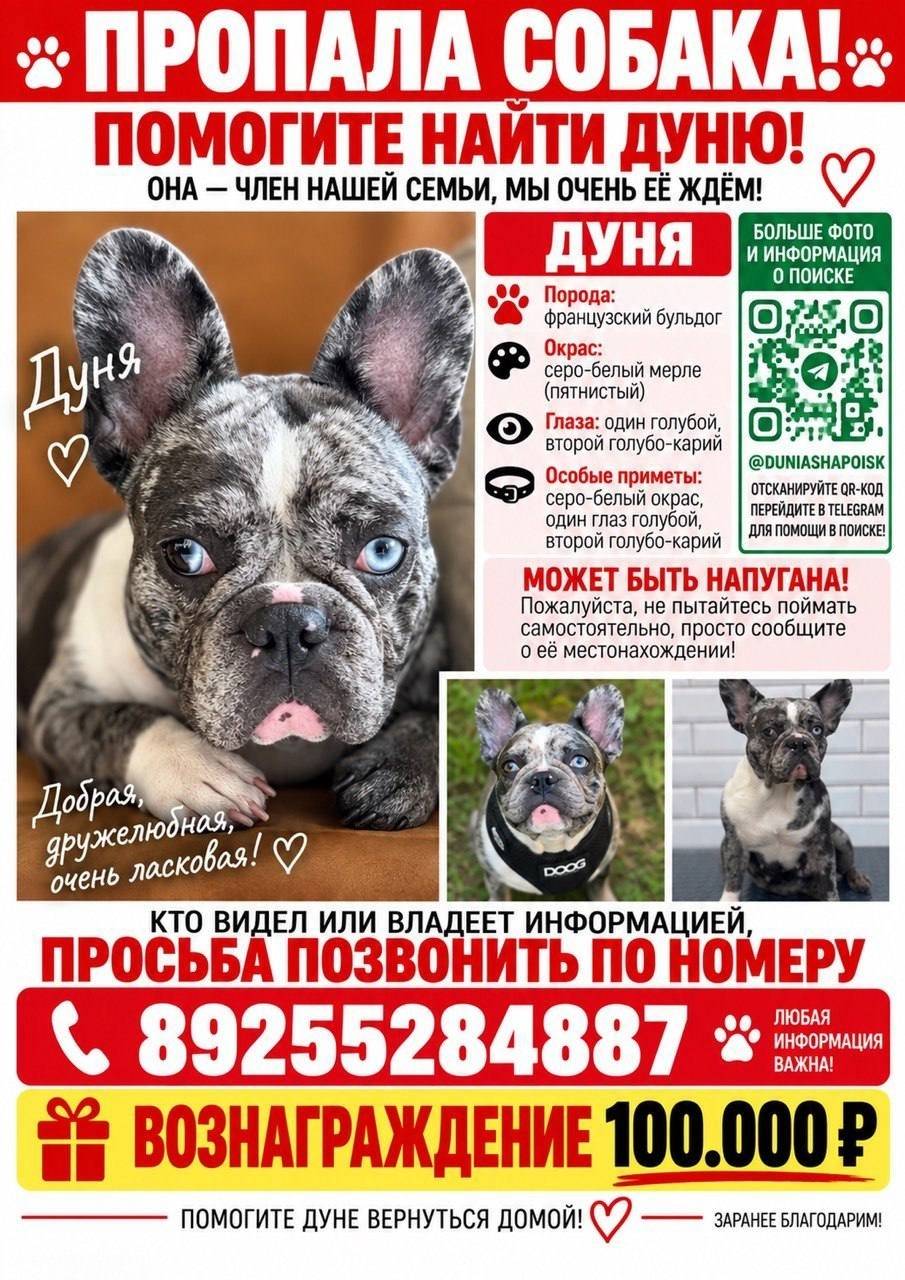 Пропала французский бульдог Дуня, Солнечногорск
