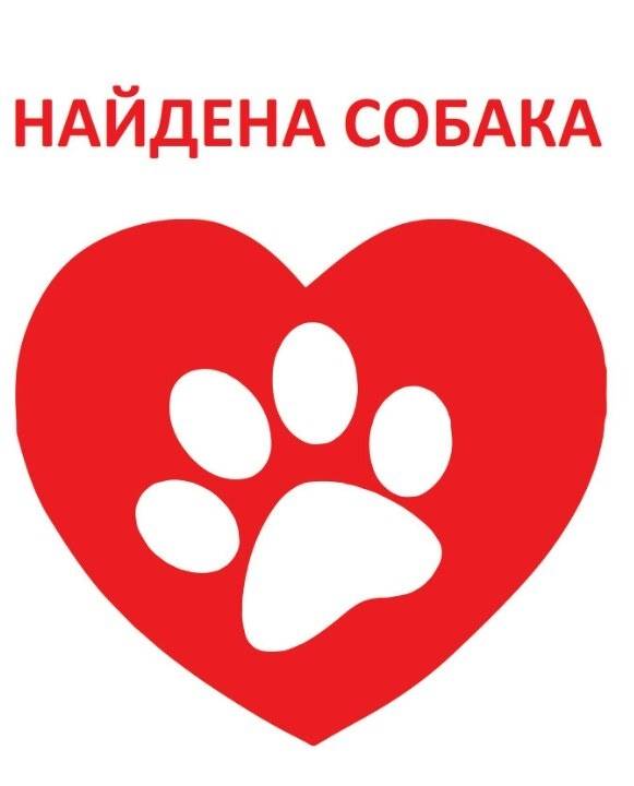 Найден метис, возможно самоед, Оренбург, центр