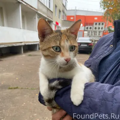 Найдена кошка, район Свет