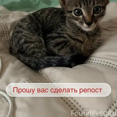 Найден котёнок, Падун