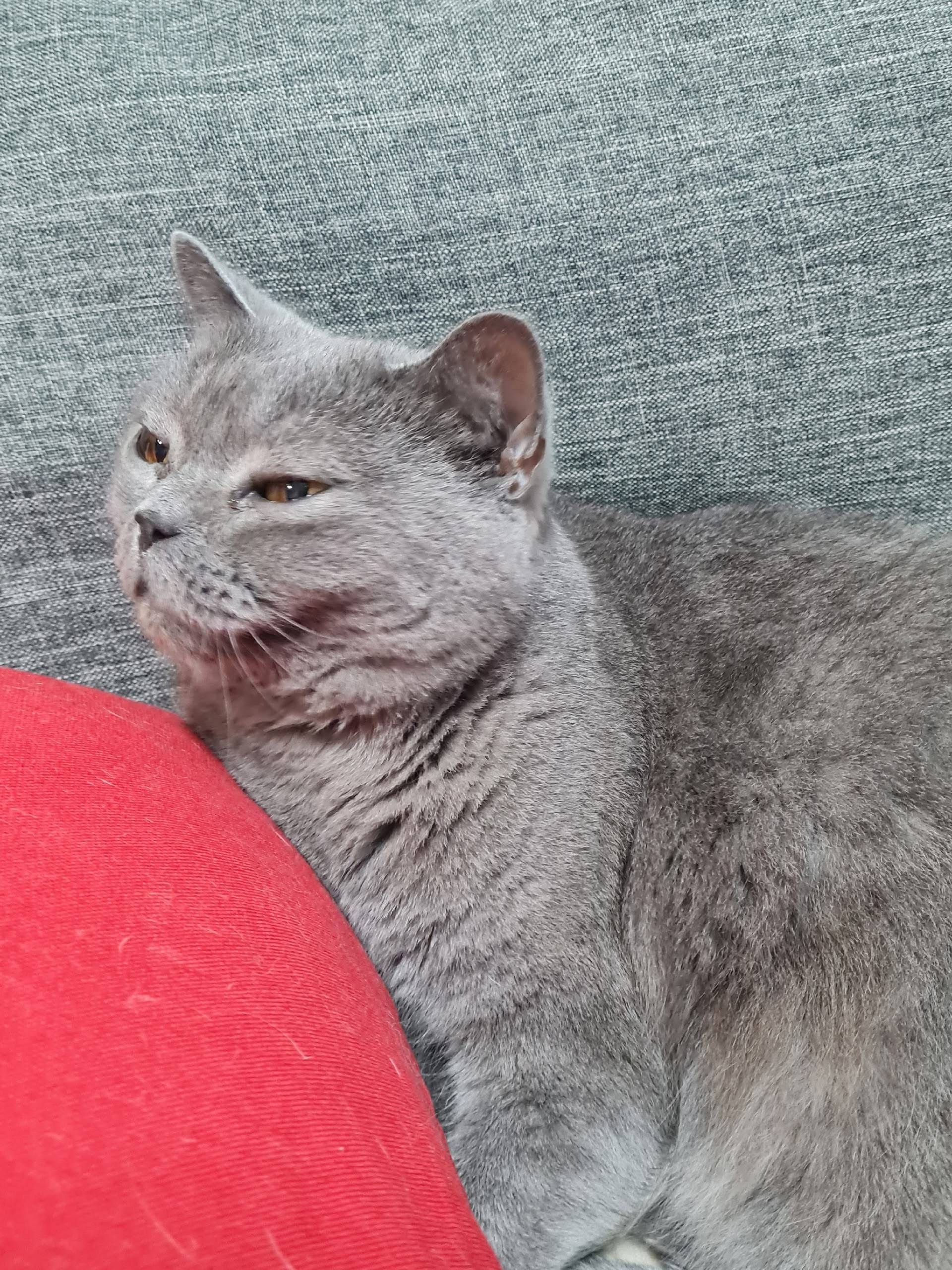 Найдена кошка, п. Дивный