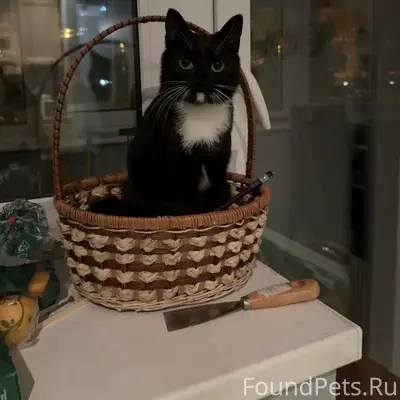 Пропала кошка, Истринский район