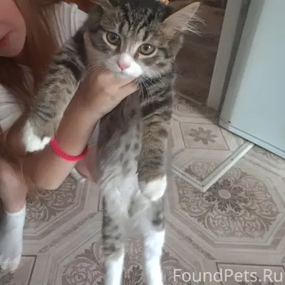 Найден котёнок, ул. Братьев Чулковых