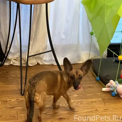 Пропала собака