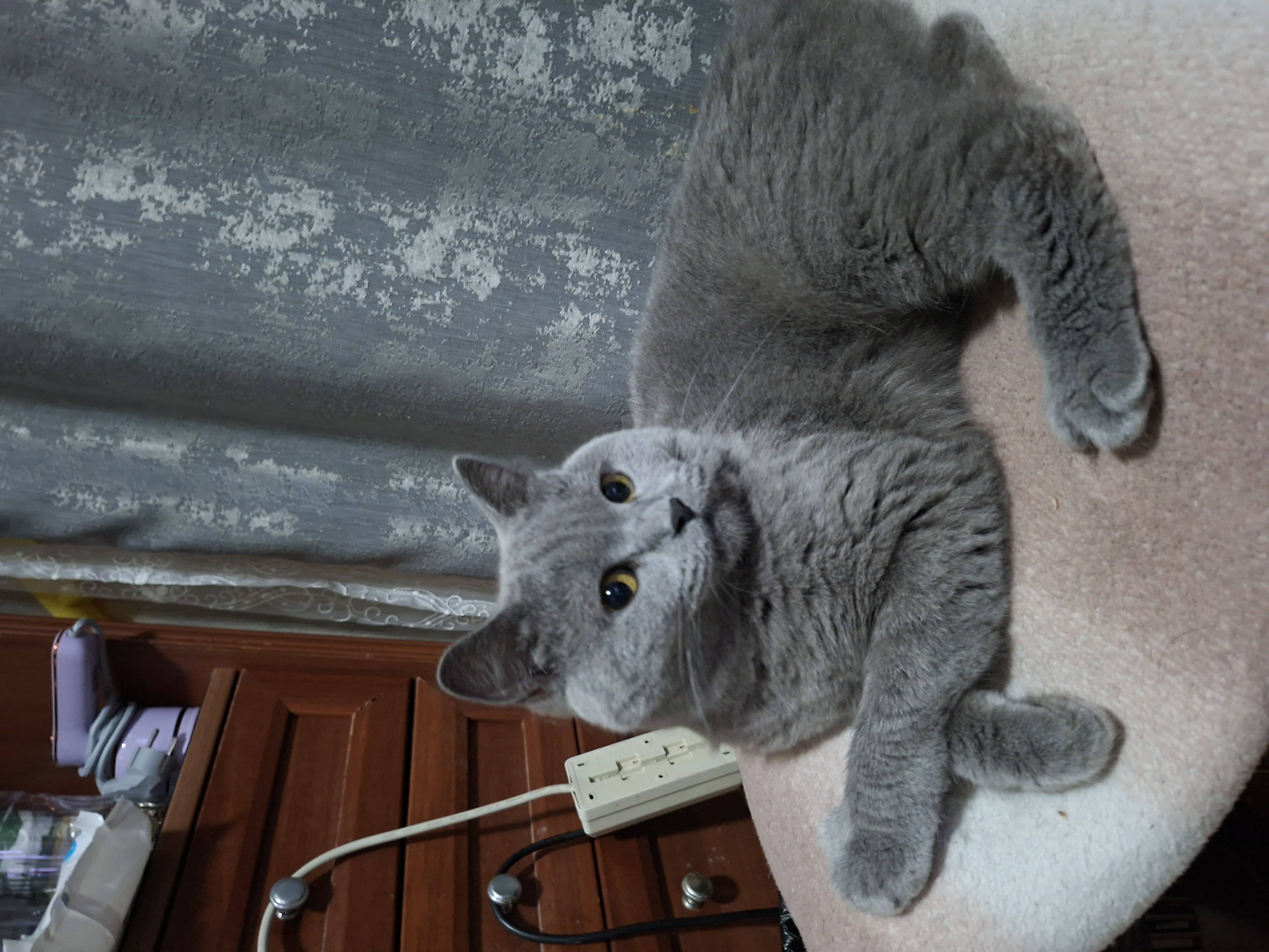 Пропала домашняя кошка