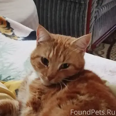 Пропал кот Персик, улица Цюрупы