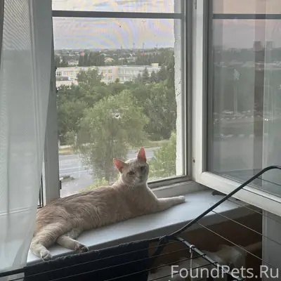 Пропал кот Тима, район путипровода