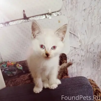 Найдена кошка, [место не указано]