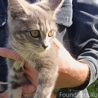 Найден котёнок-девочка, полтора месяца