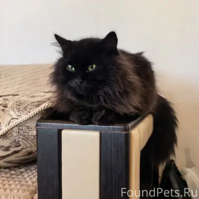 Пропала кошка Мия, С. Бабяково