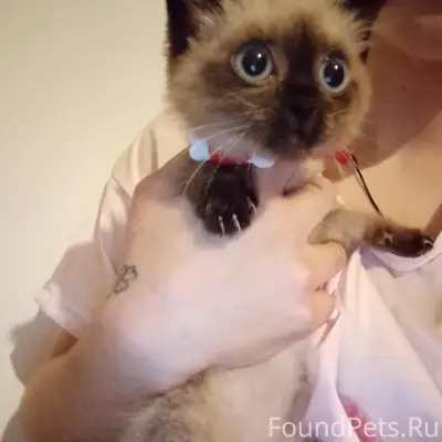 Найден сиамский котёнок, девочка