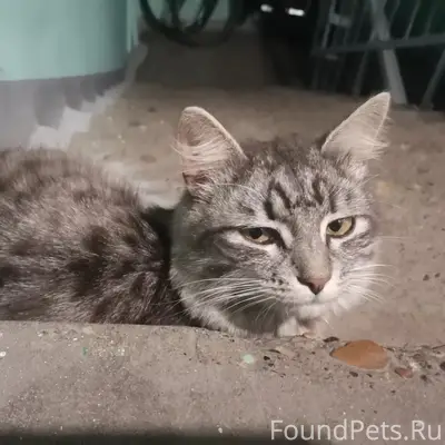 Найден кот, около дома Тореза 24А