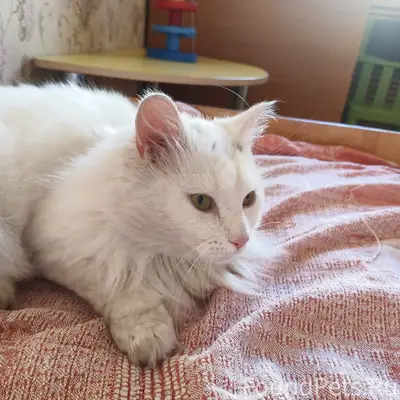 Найден кот, Мурманка