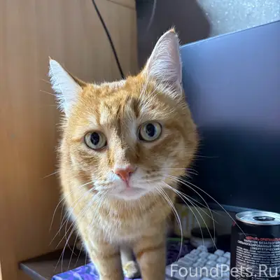 Найден кот, Гвардейская