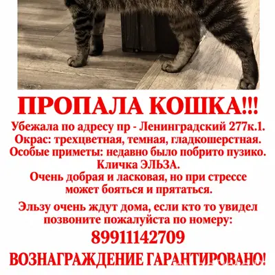 Пропала трехцветная кошка Эльза, пр-т Ленинградский