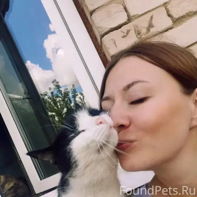 Пропали кошки Вася, Ночка, Багира, район ул. Интернациональная