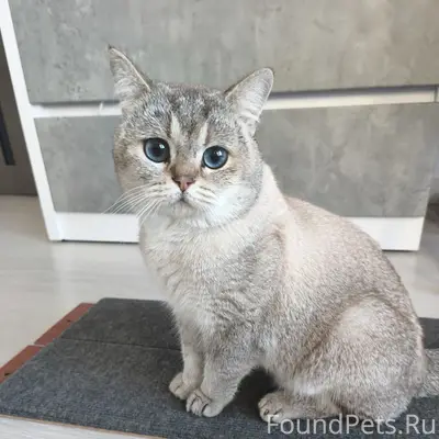 Найден котик, кп Европа (за Ягулом)