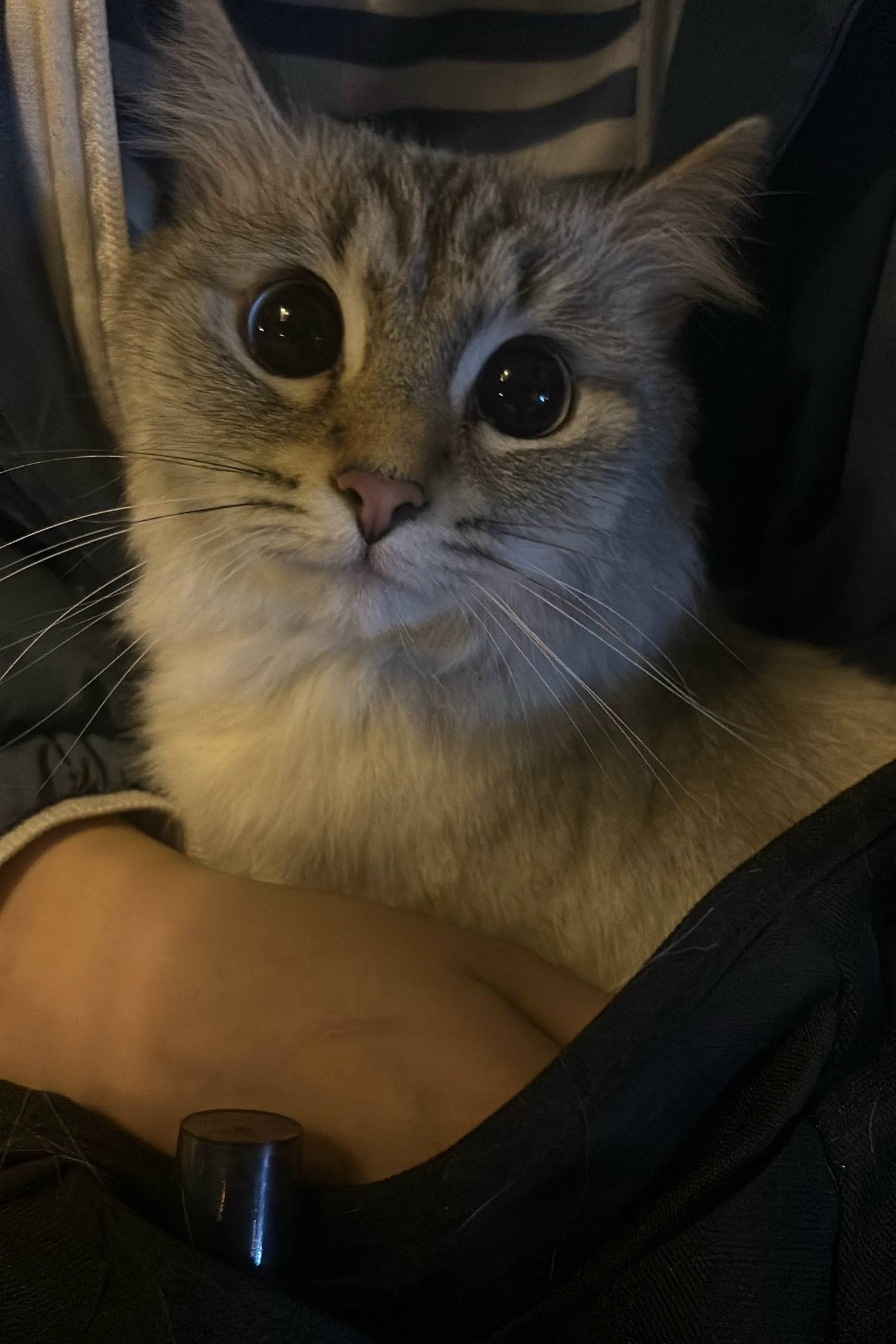 Найдена кошка, район кораблей 37