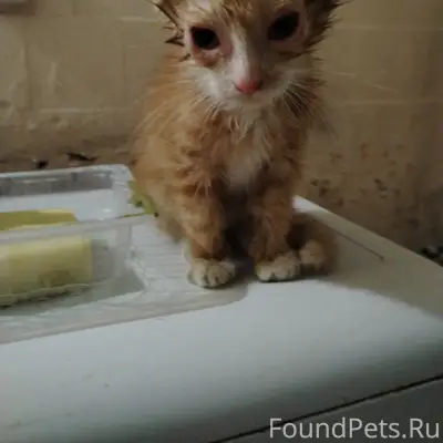 Найден маленький котёнок, Димитрова, 56