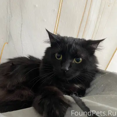 Пропал кот, около школы